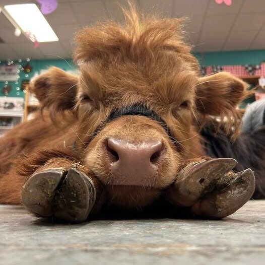 Micro Mini Highland Cow from Pure Passions Farm in Cleveland Ohio