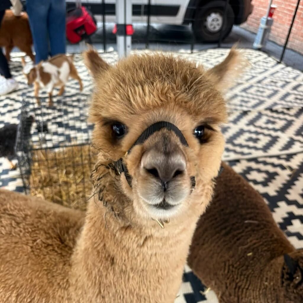 Mobile Petting Zoo