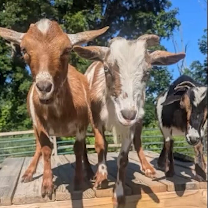 Goat Yoga at Pure Passions Farm