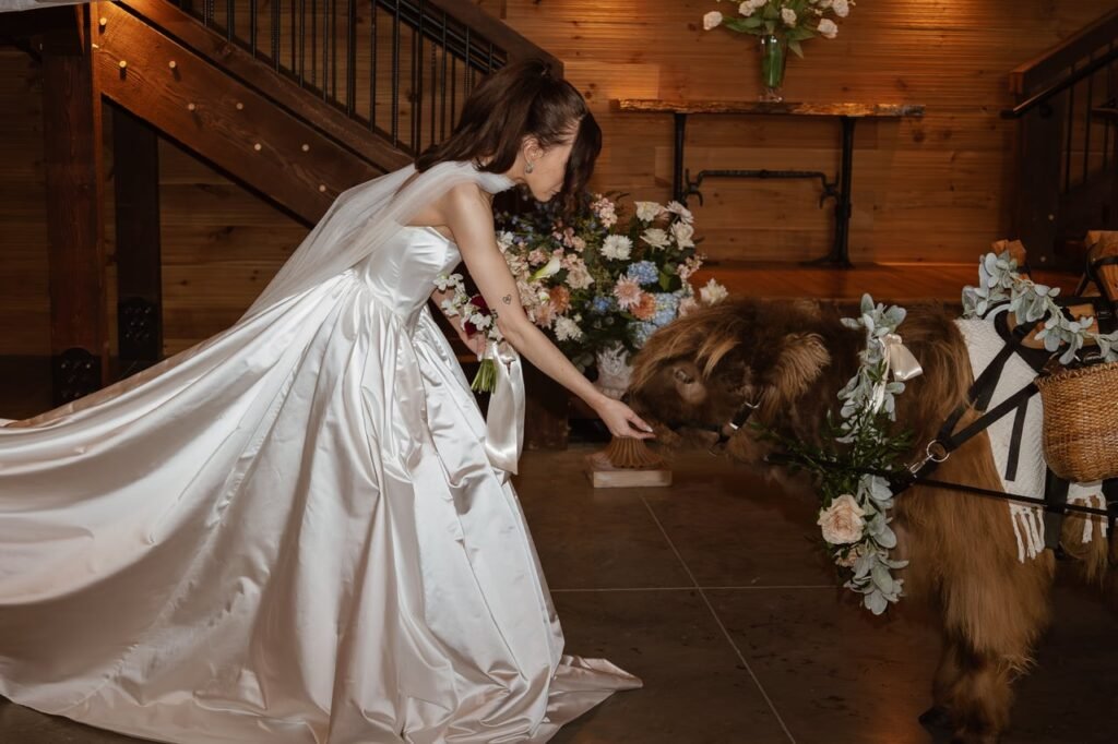 Wedding Cow beer steer for rent Pure Passions Farm