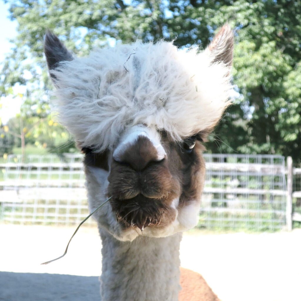 Alpaca from and alpaca farm in Cleveland Ohio