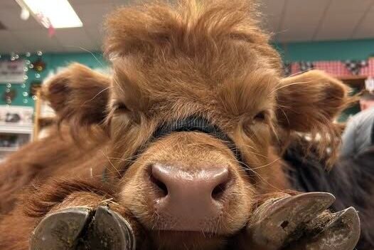 Micro Mini Highland Cow from Pure Passions Farm in Cleveland Ohio