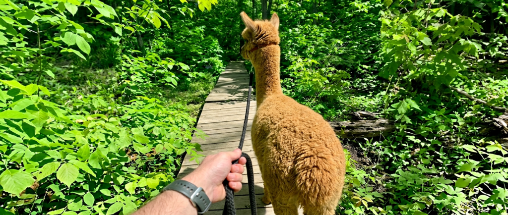 Alpaca walks through Shaw Woods in Ohio with Pure Passions Farm
