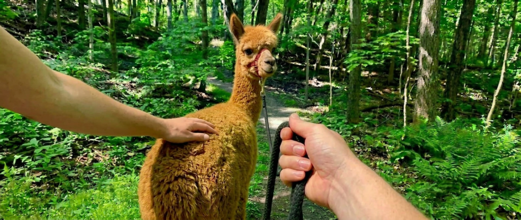 Private alpaca walks through Shaw Woods in Ohio with Pure Passions Farm