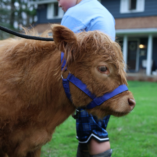 Travel Petting Zoo Cow