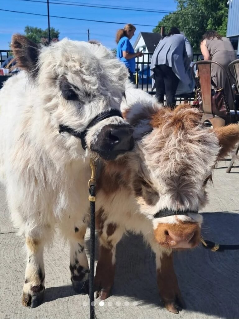 Beer Steer