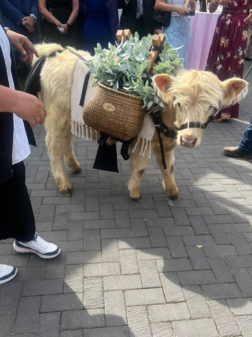 Beer Steer