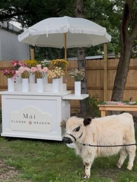Beer Steer