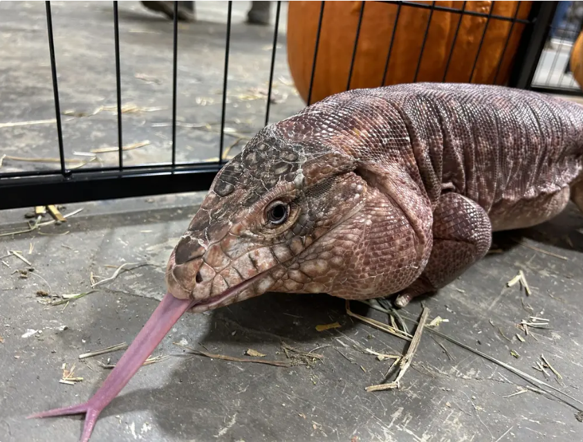 Soft & Scaly