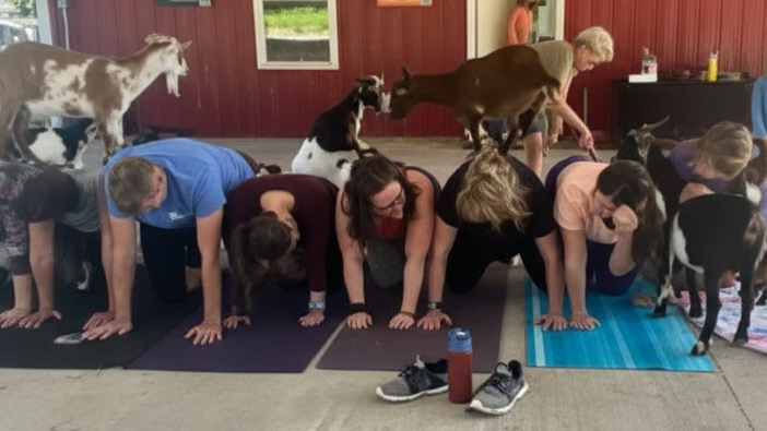 Goat Yoga