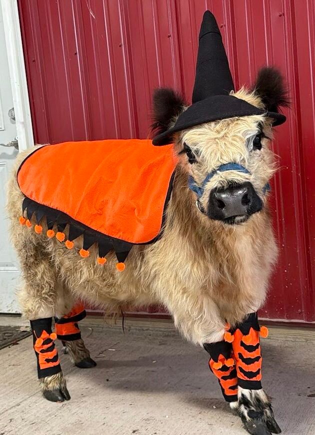 Trick or Treat with Highland Cows