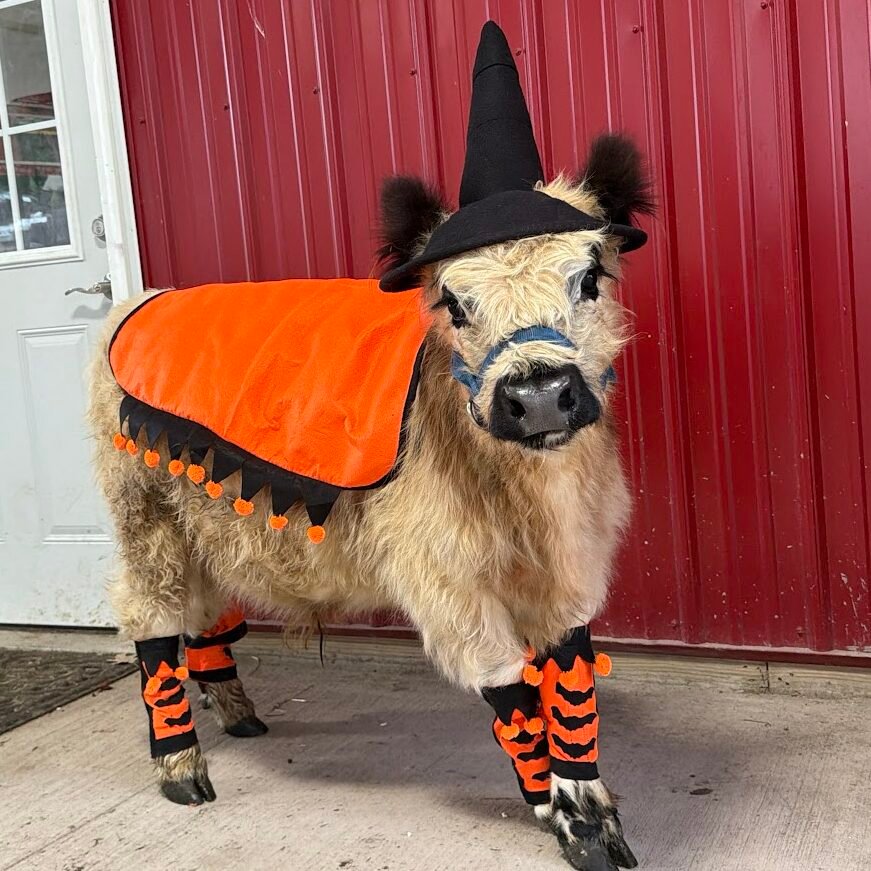 Trick or Treat with Highland Cows