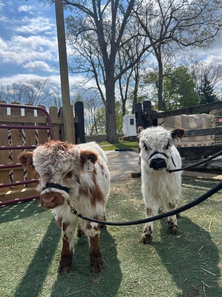 Micro Mono Highland Cows on Leashes Mobile Visit