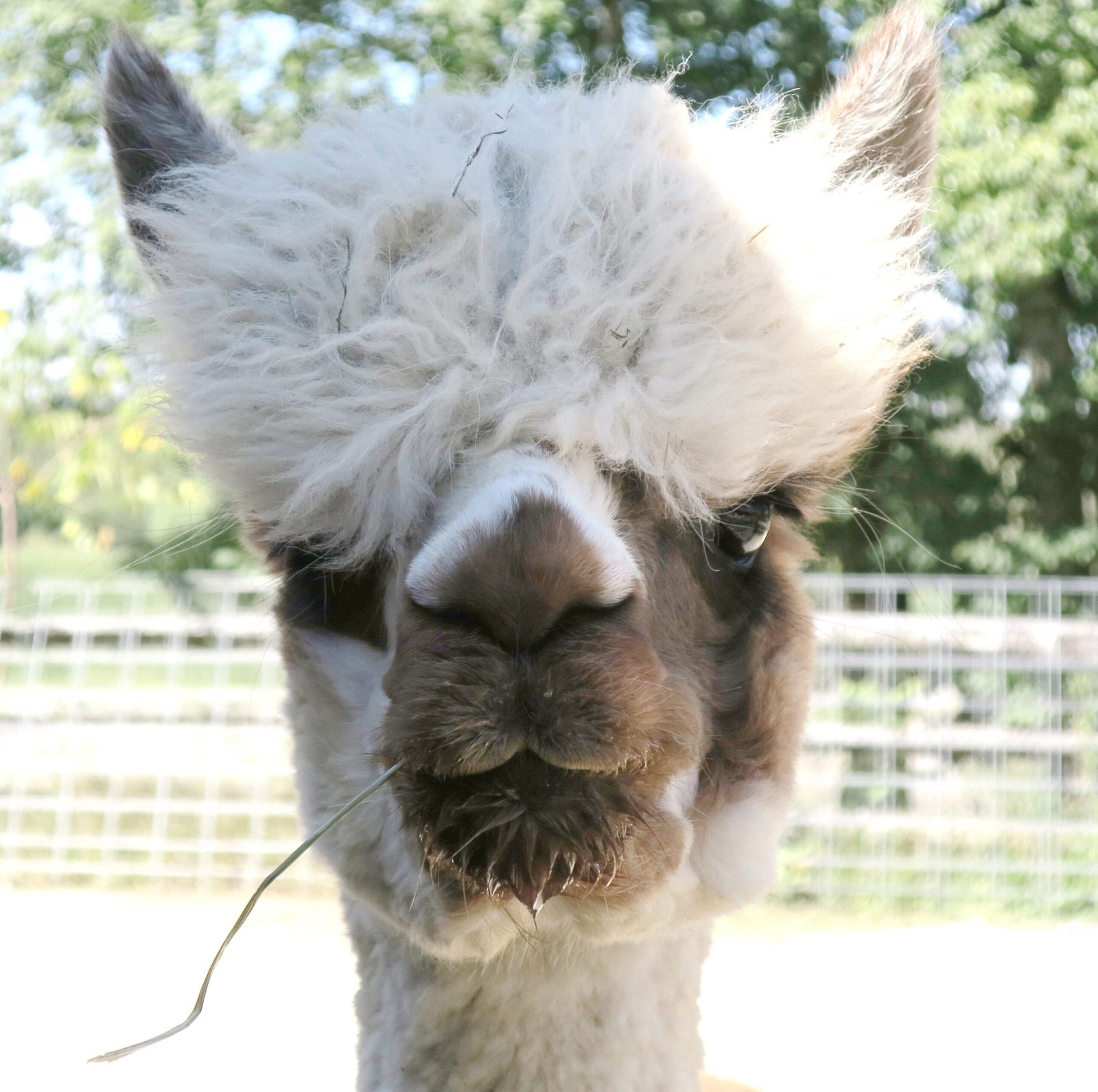 Alpaca at Pure Passions Farm