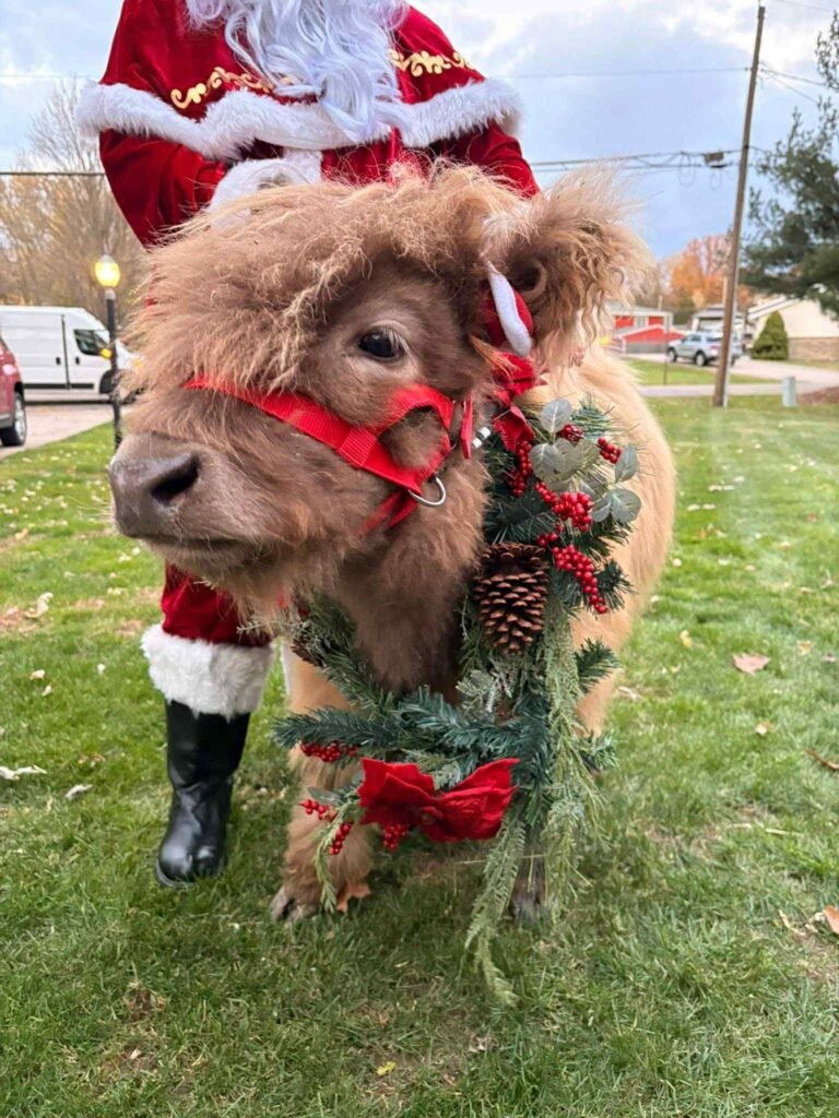 Christmas Beer Steer