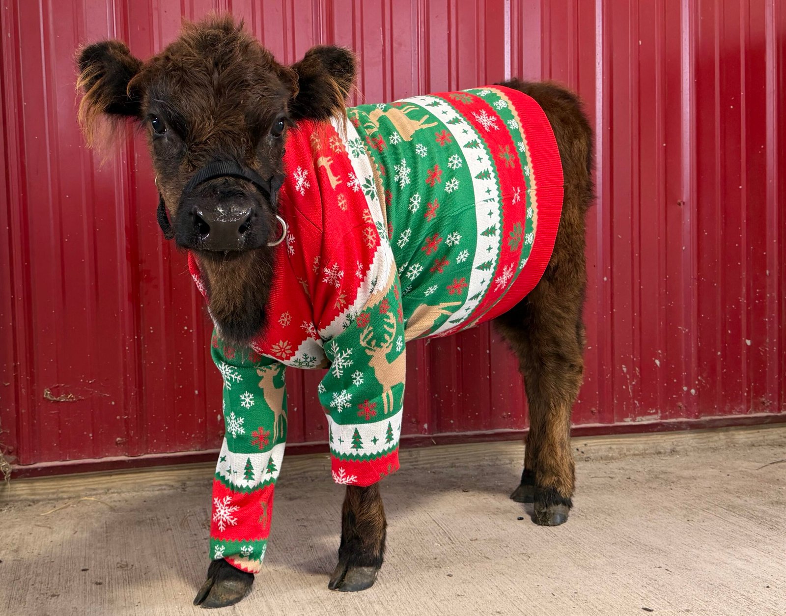 Christmas Cow