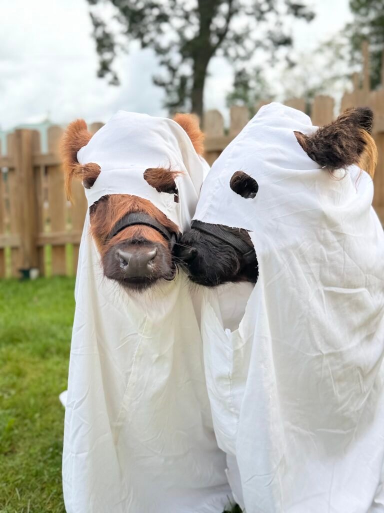 Halloween Moos